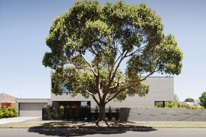 Arbre devant maison