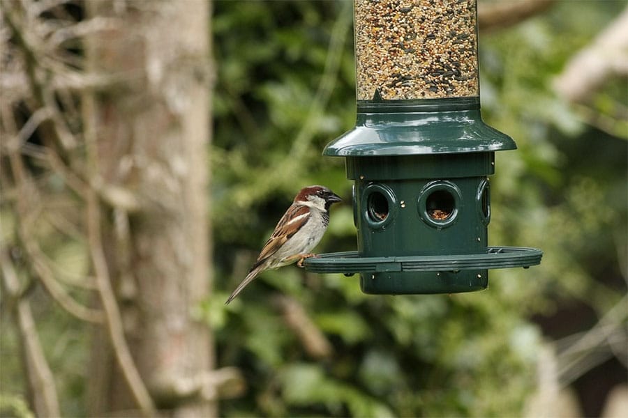 mangeoire-oiseaux-jardin-eco