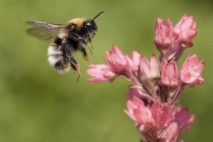 pollinisateurs-jardin