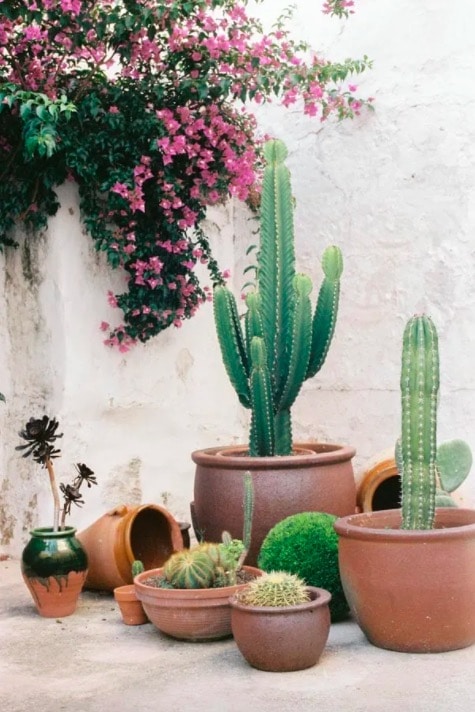 pot en terre cuite avec cactus