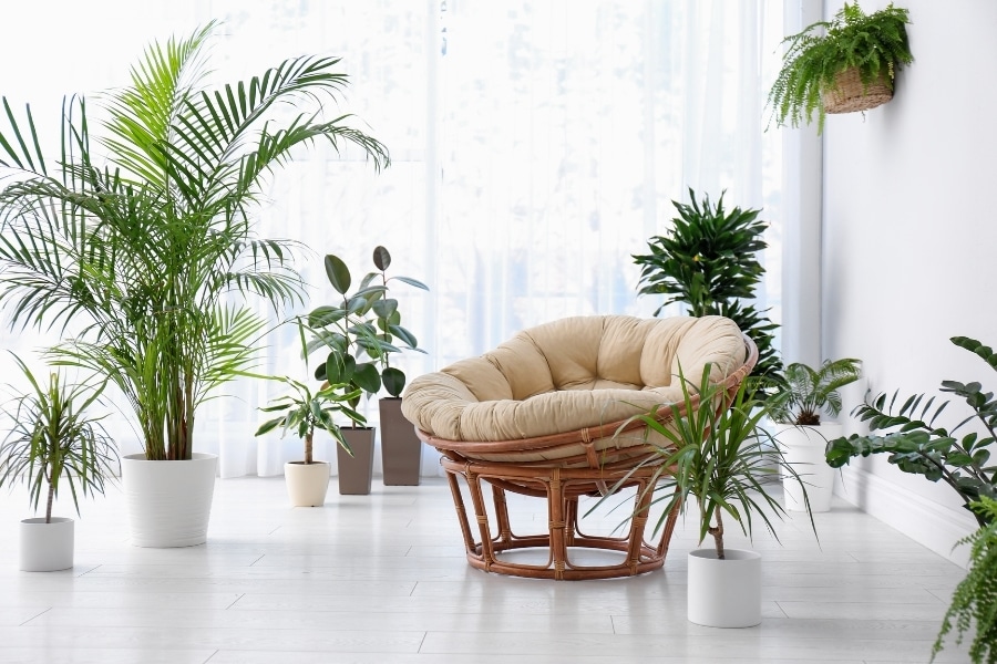 intérieur blanc plantes vertes