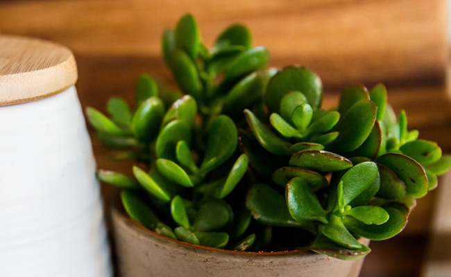 crassula