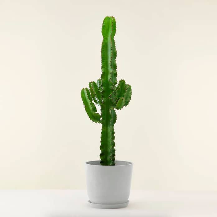 Euphorbia-trigona