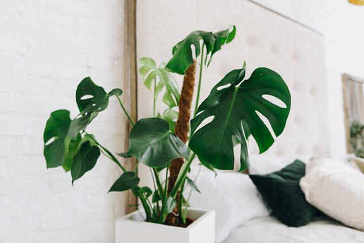 philodendron-chambre