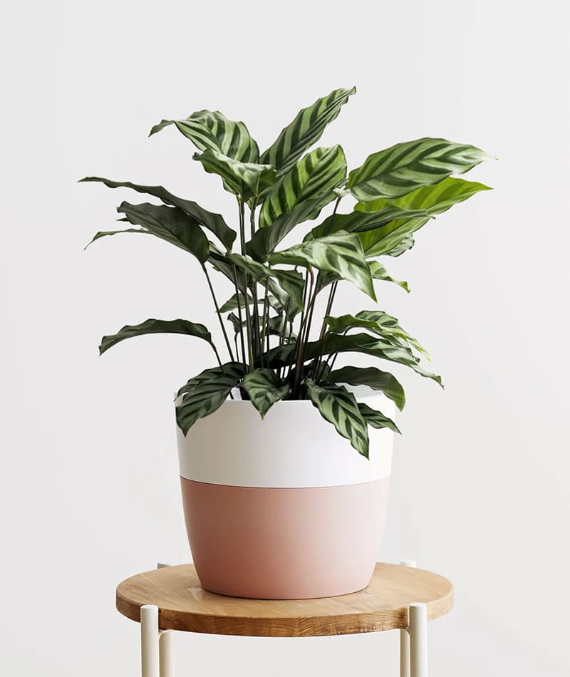 calathea en intérieur dans un pot