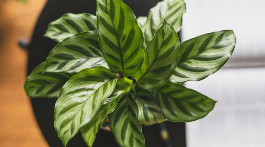 comment entretenir un calathea