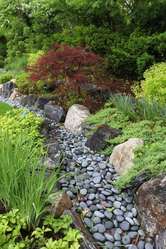 jardin japonais sauvage avec un érable