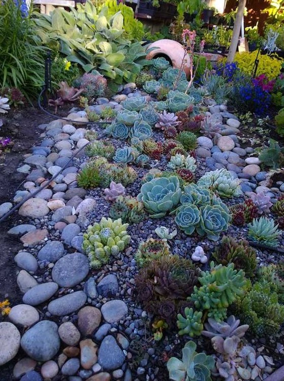 jardin avec des plantes succulentes et des galets