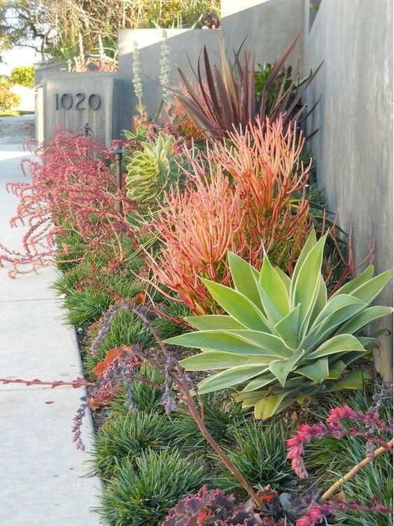 parterre de plantes grasses