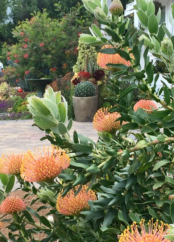 plantes succulentes et cactus pot