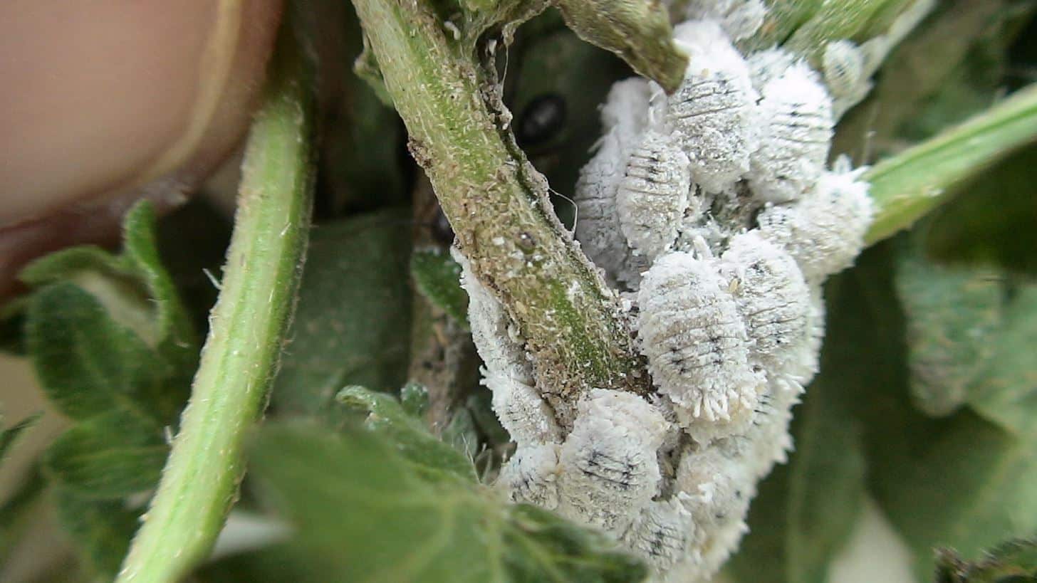 remède naturel pour éliminer les cochenilles