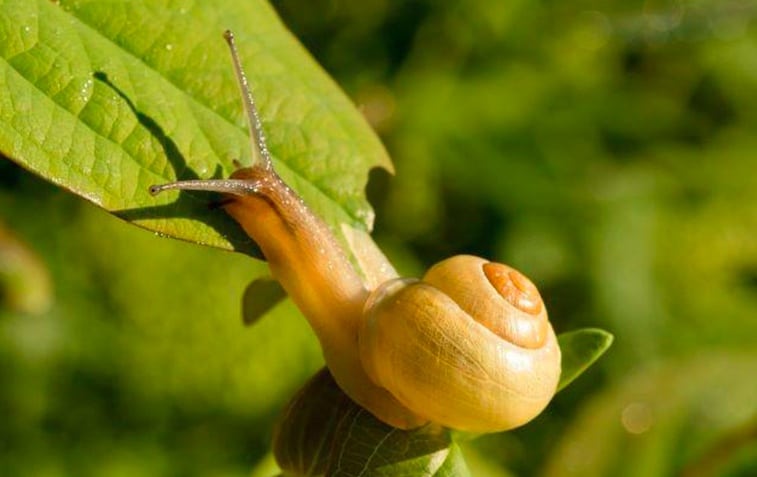 remède naturel pour éliminer les escargots