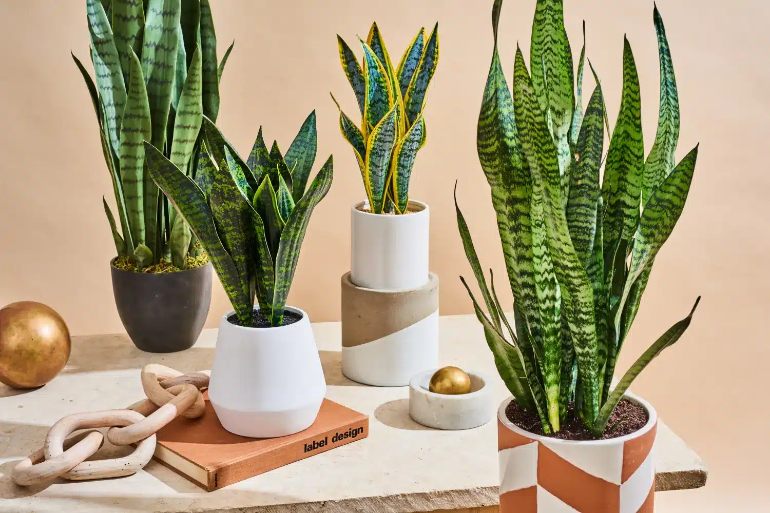 sansevieria déco intérieur