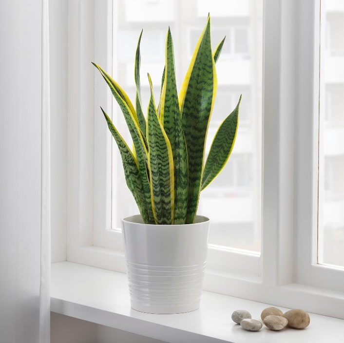 sansevieria fenêtre