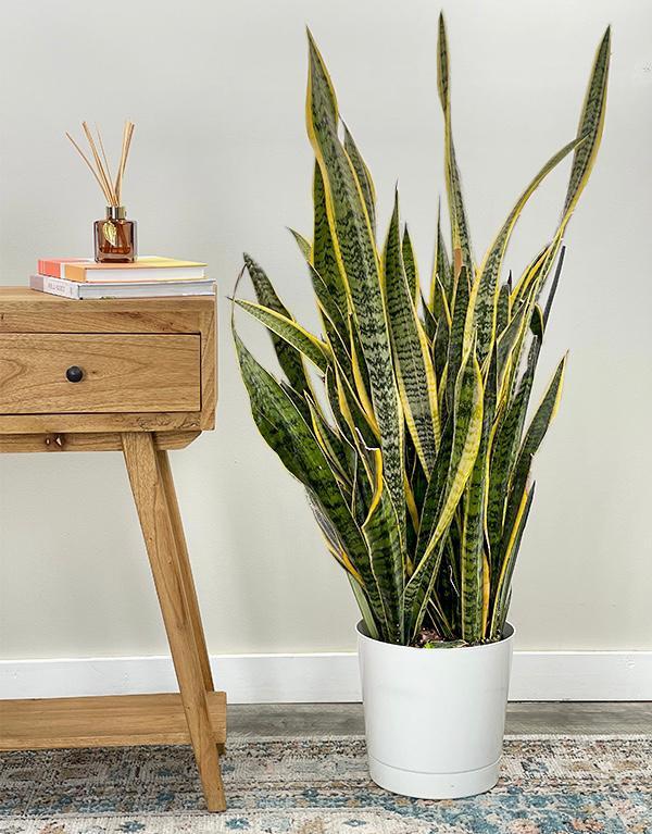 sansevieria dans un salon