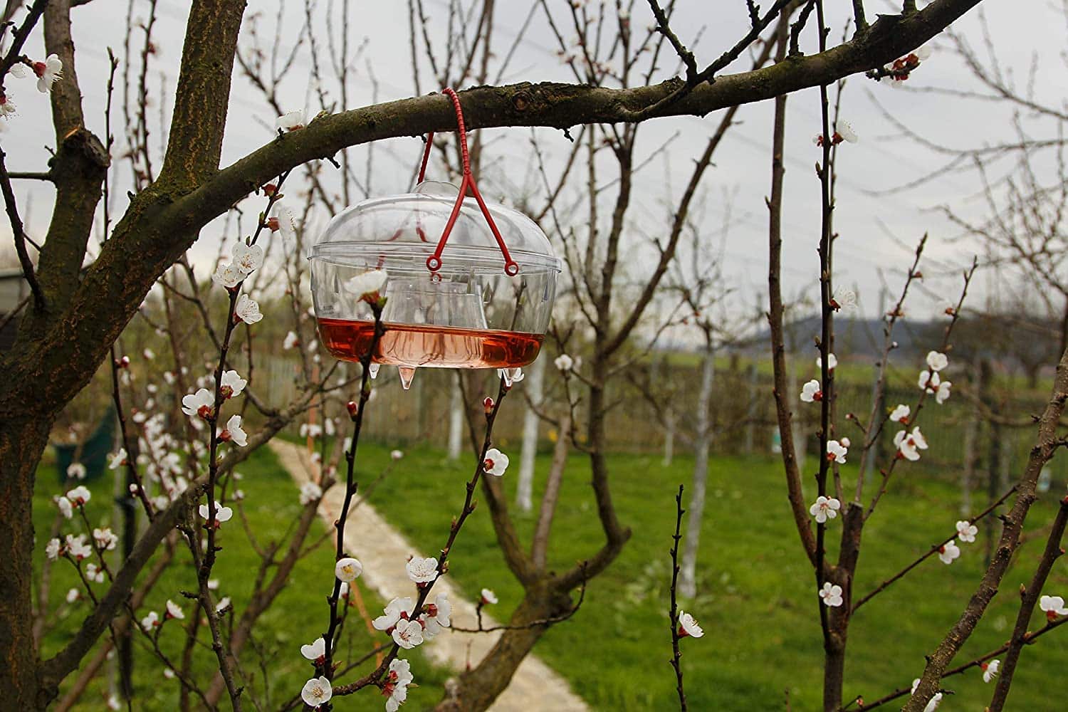 installer un piège à guêpes dans un arbres