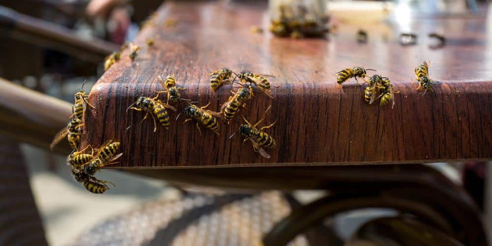 se débarrasser des guêpes à table