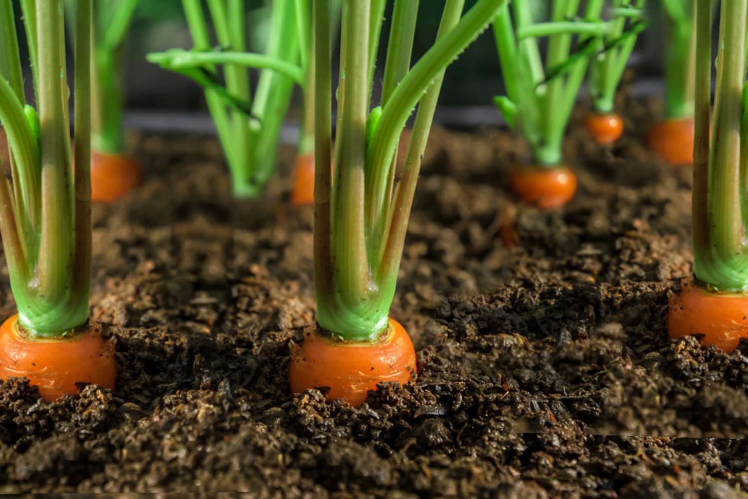 cultiver carottes facilement