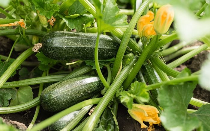 cultiver courgettes facilement