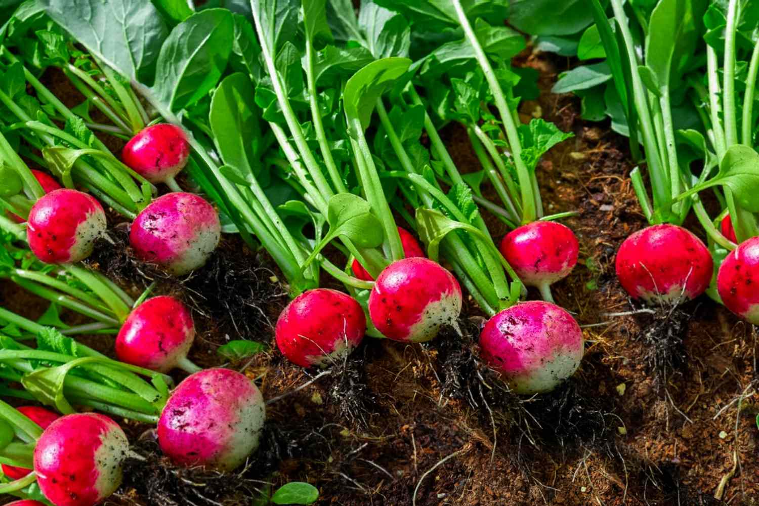 cultiver radis facilement