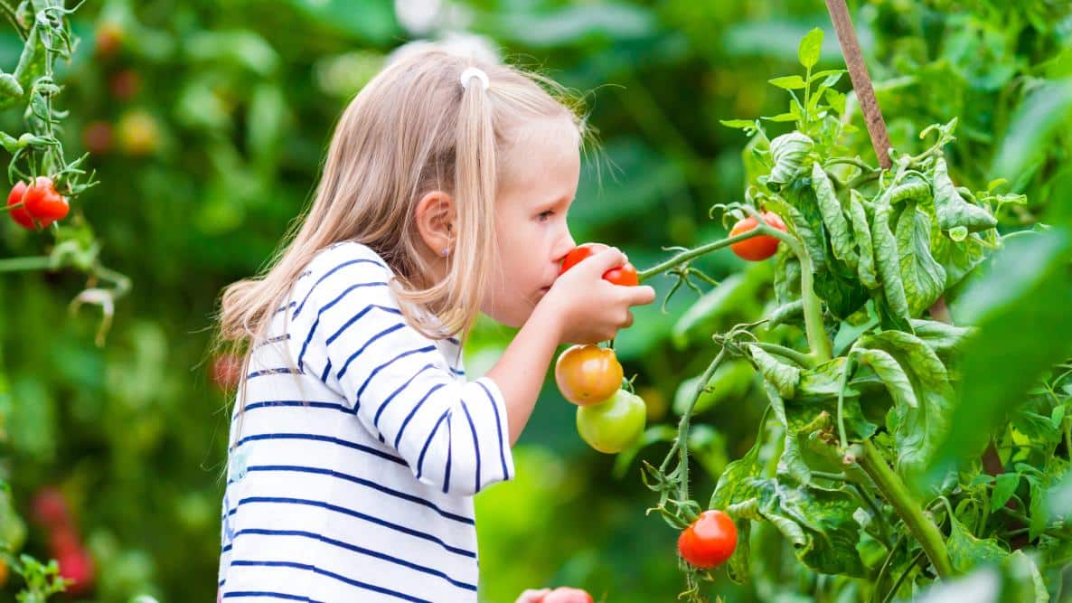 cultiver tomates facilement