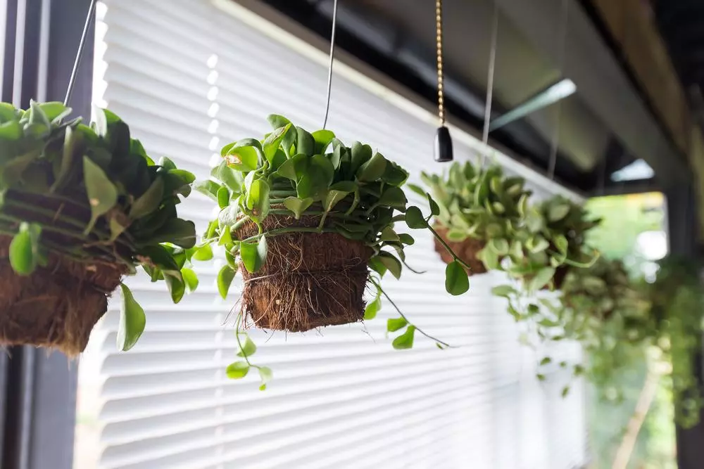 panier suspendu plantes intérieure