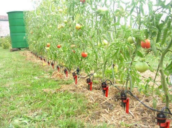 arrosage goutte à goutte potager