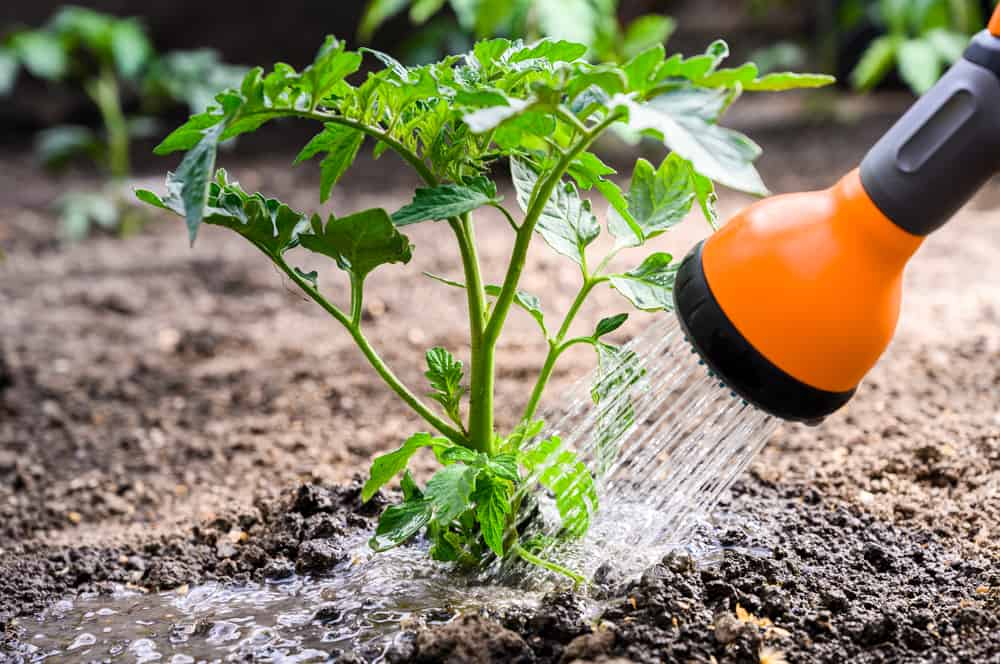 arrosage plant tomates