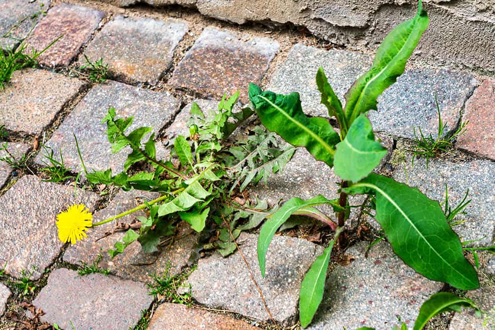 désherbage allée de jardin mauvaise herbe