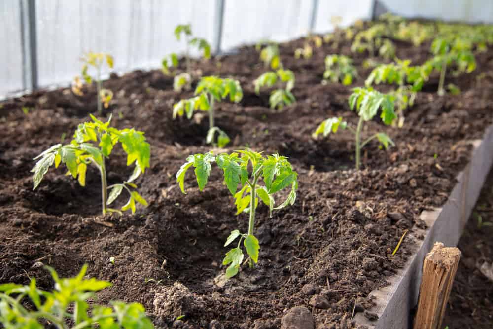 espacement plants tomates