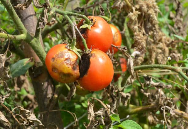 maladies tomates