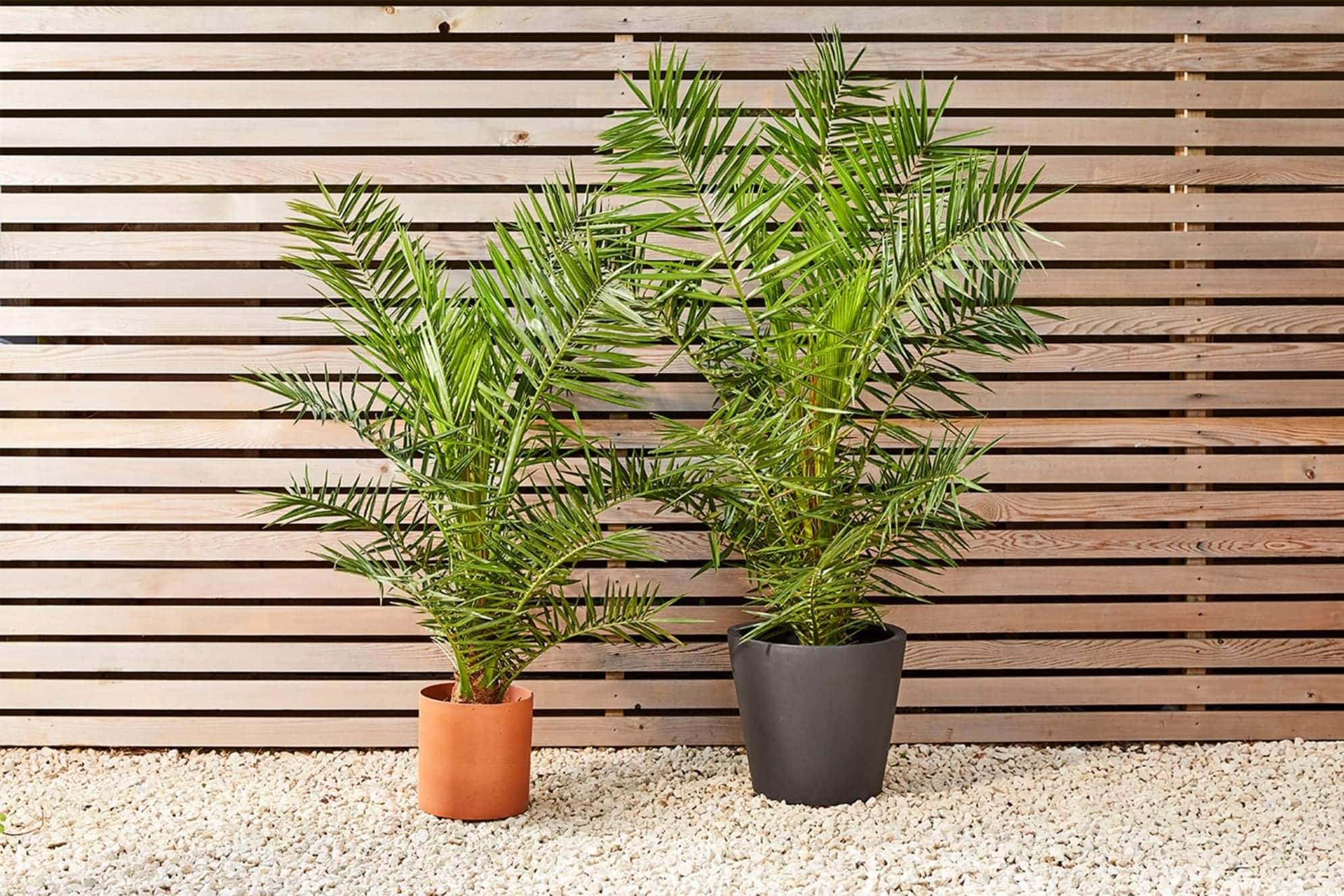 palmier d'intérieur en extérieur pour l'été