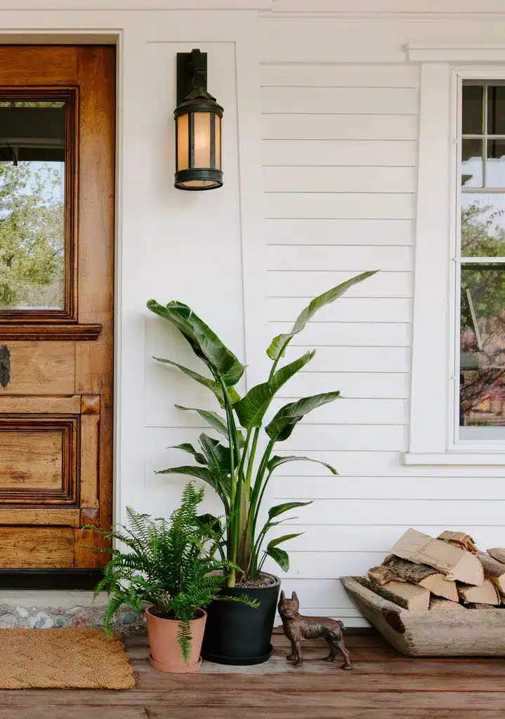 plantes extérieur