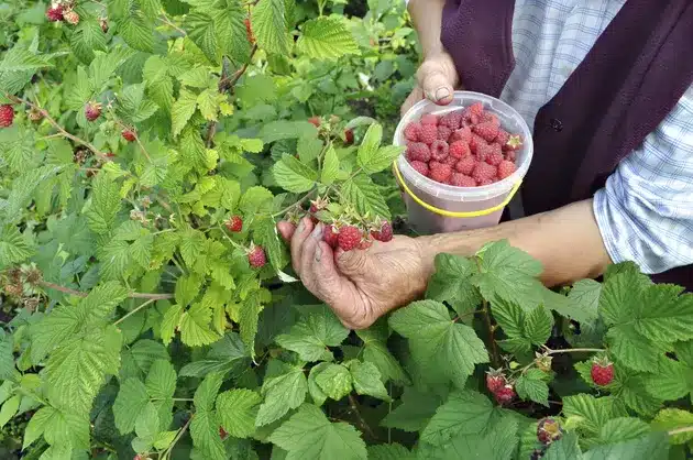 récolter des framboises