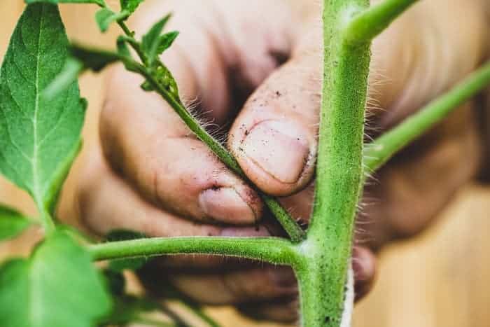 supprimer gourmands plants tomates