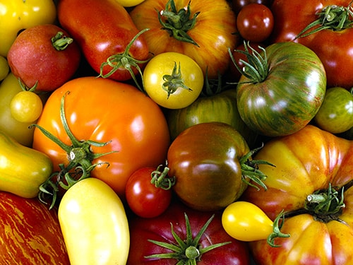 variétés tomates jardin