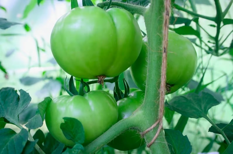 treillis plants tomates