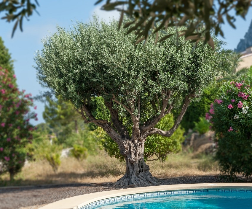 Olivier autour piscine