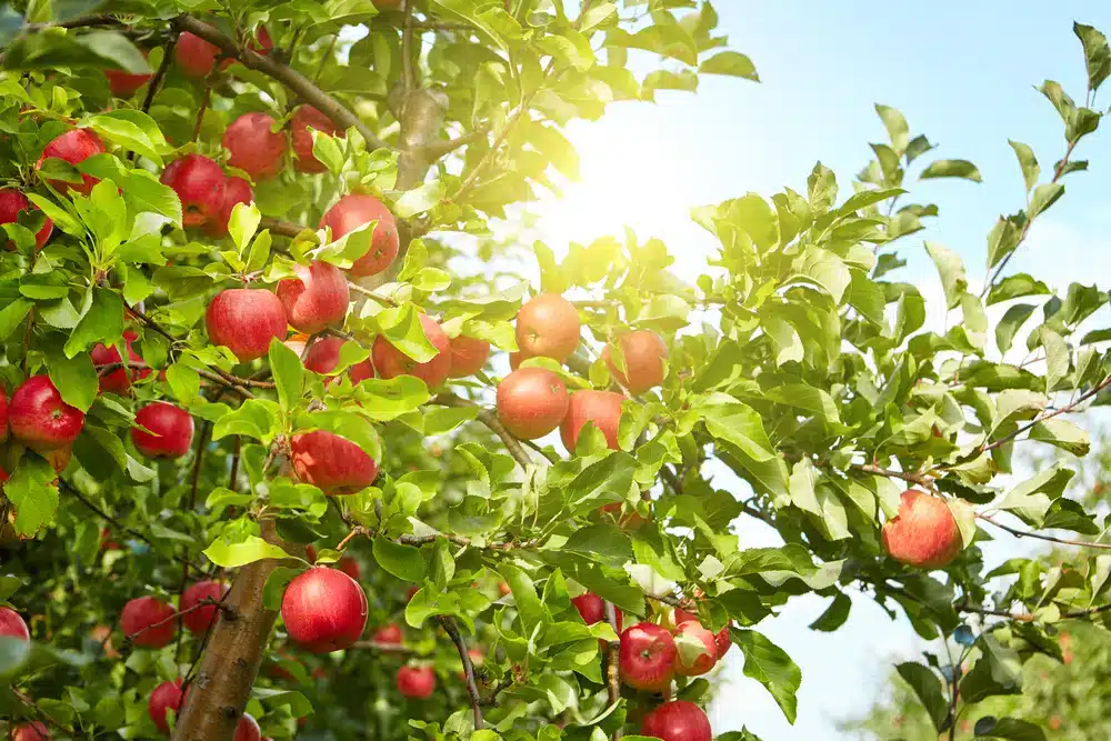 arbre fruitier pommier