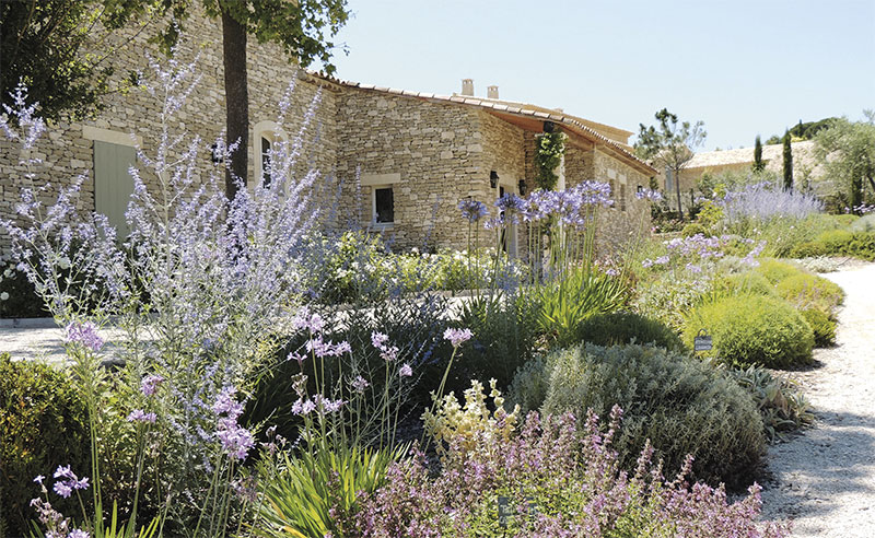 lavande parterre