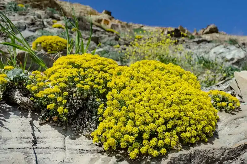 rocaille aurinia saxatilis