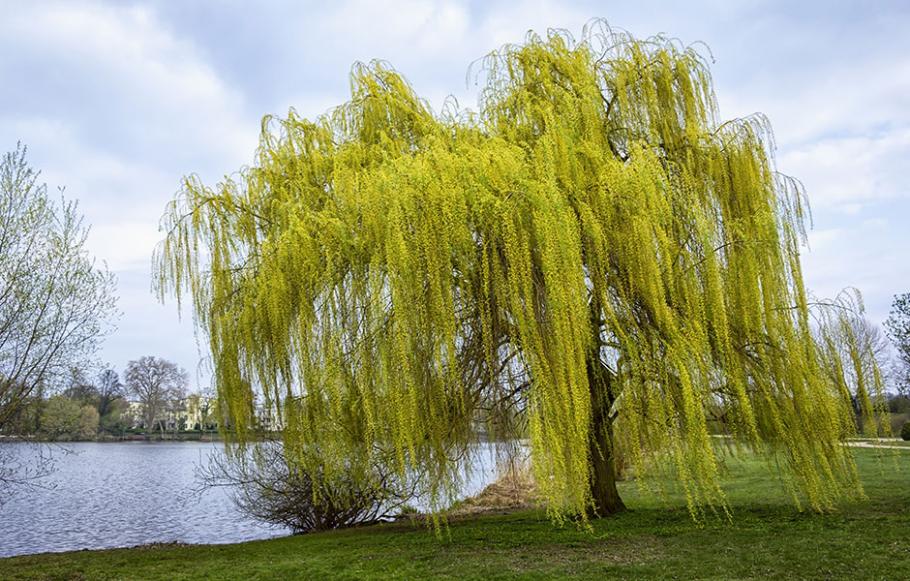 saule proximité eau