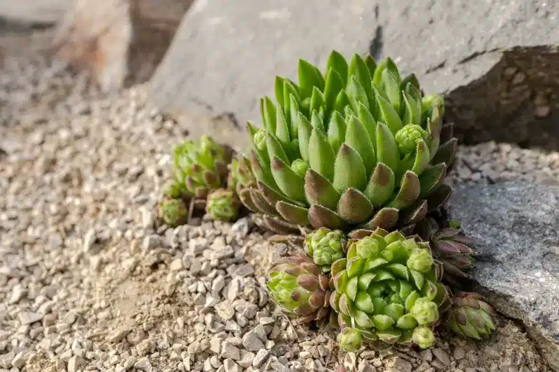 succulentes jardin