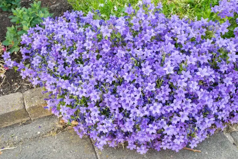 vivaces campanula carpatica