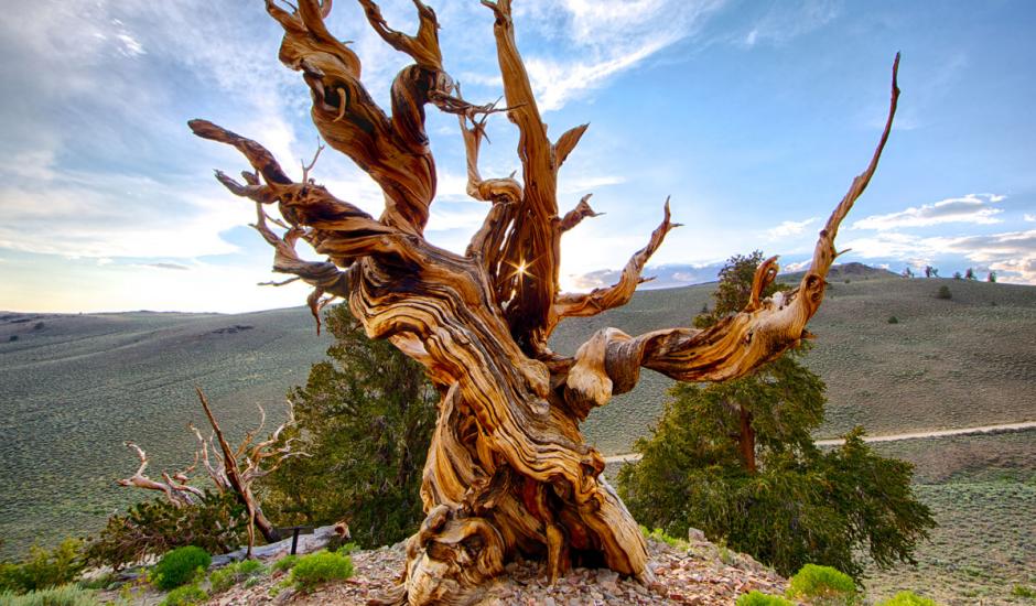 Bristlecone-Pine-Forest