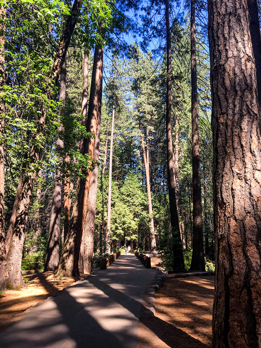 General-Sherman-Tree-Trail