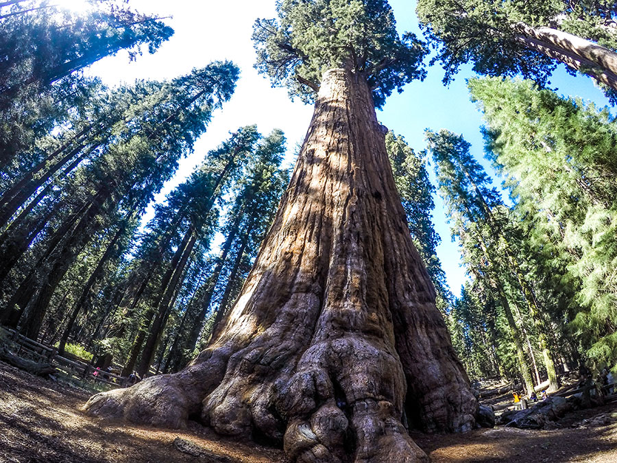 General-Sherman-Tree