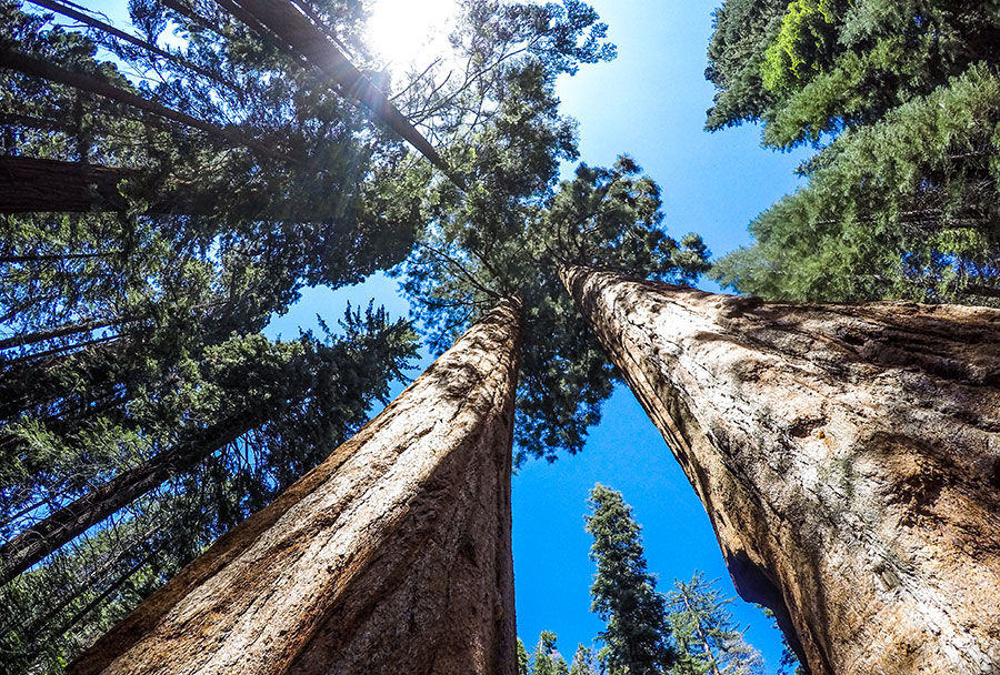 Sequoia-Park