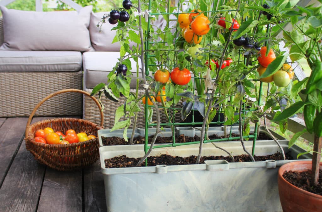 Cultiver des légumes en bacs