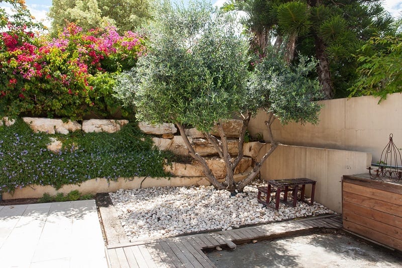 olivier-jardin-mediterraneen